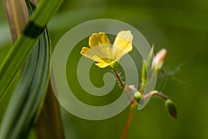 RanunculusÂ is aÂ large genus of about 500Â species ofÂ flowering plantsÂ in the familyÂ Ranunculaceae.